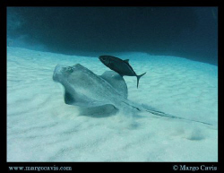 Sting ray - with a ride-a-long.  by Margo Cavis 